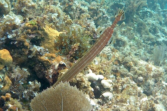 Incredible Negril Guided Snorkeling To Reef, Anchor, and Cannon - Meeting the boat at Seven Mile Beach
