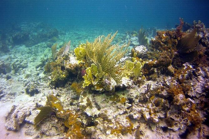 Incredible Negril Guided Snorkeling To Reef, Anchor, and Cannon - Timing, weather, and practical planning