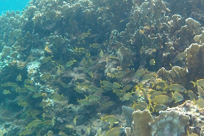 Incredible Negril Guided Snorkeling To Reef, Anchor, and Cannon - Reef snorkeling with Captain Jace’s crew