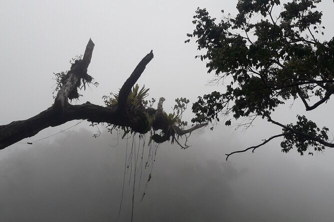 Jamaica Blue Mountain Guided Nature Tour - Hiking at the national park