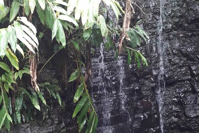 Jamaica Blue Mountain Guided Nature Tour - What the guides add to the day