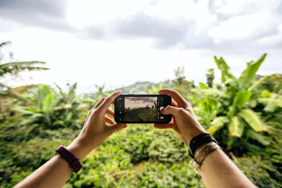 Jamaica: Blue Mountains Full Day Tour with Brunch & Lunch - Seeing coffee grow on a small Jamaican farm