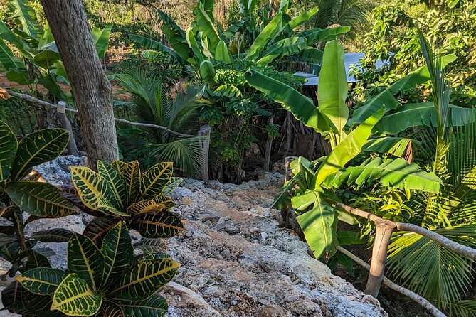 Jamaican Roots Tropical Farm Tour - Taste & Explore (Negril) 2hr - A fruit farm above Negril