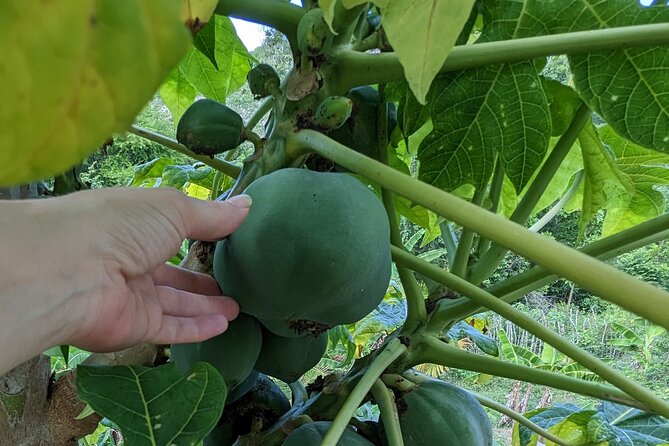 Jamaican Roots Tropical Farm Tour - Taste & Explore (Negril) 2hr - Extending the visit with a Jamaican meal