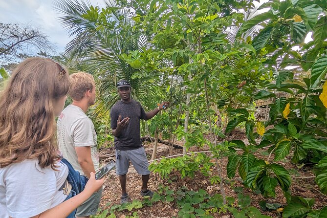 Jamaican Roots Tropical Farm Tour - Taste & Explore (Negril) 2hr - What you see on the two-hour walk