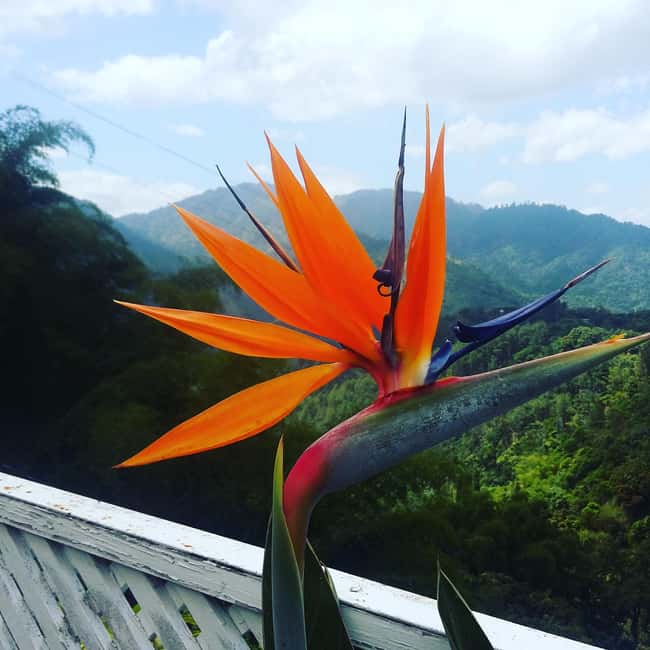 Kingston Blue Mountains Tour with Coffee Tasting - Is $90 good value?