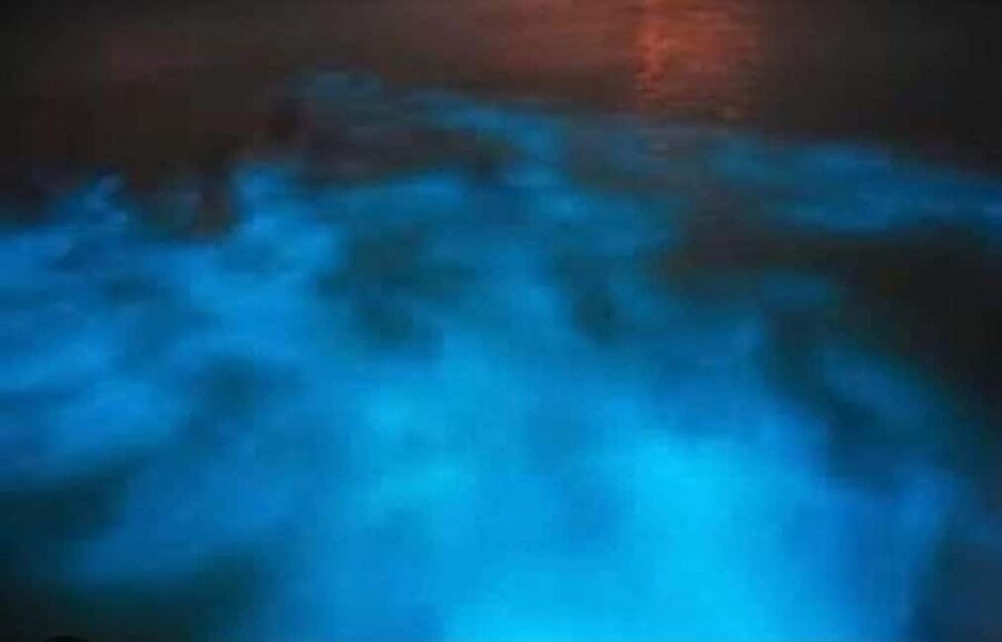Luminous Lagoon Experience: Ocho Rios Runaway Bay & Falmouth - Why the dark sky makes such a difference