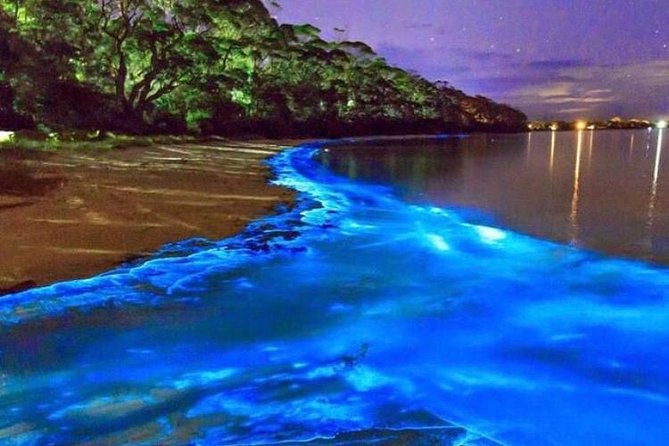 Mesmerizing Luminous Lagoon (Glistening Waters) Night Tour - Key points to know before you book