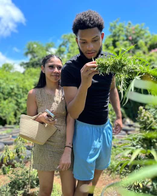 Montego Bay: Cannabis Farm, Bamboo Rafting, & Foot Massage - Key points at a glance