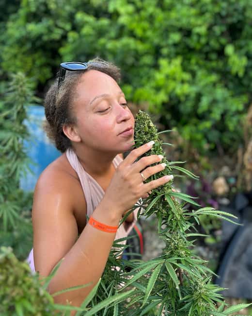 Montego Bay: Marijuana Farm and Bird Sanctuary Tour - A three-hour outing with a split personality