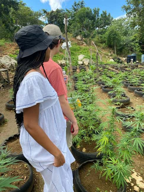 Montego Bay: Marijuana Farm and Bird Sanctuary Tour - Price, extra fees, and the real value