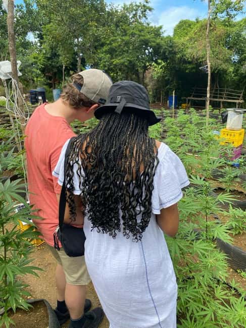 Montego Bay: Marijuana Farm and Bird Sanctuary Tour - Practical tips for a smoother visit