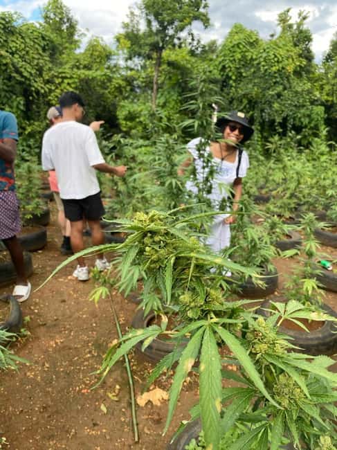 Montego Bay: Marijuana Farm and Bird Sanctuary Tour - Hotel pickup and the ride from Montego Bay
