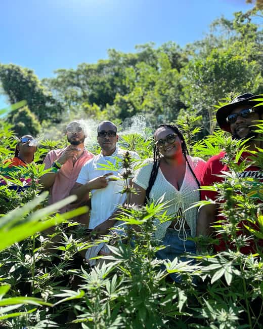 Montego Bay: Marijuana Farm Private Tour with Transportation - Key points at a glance