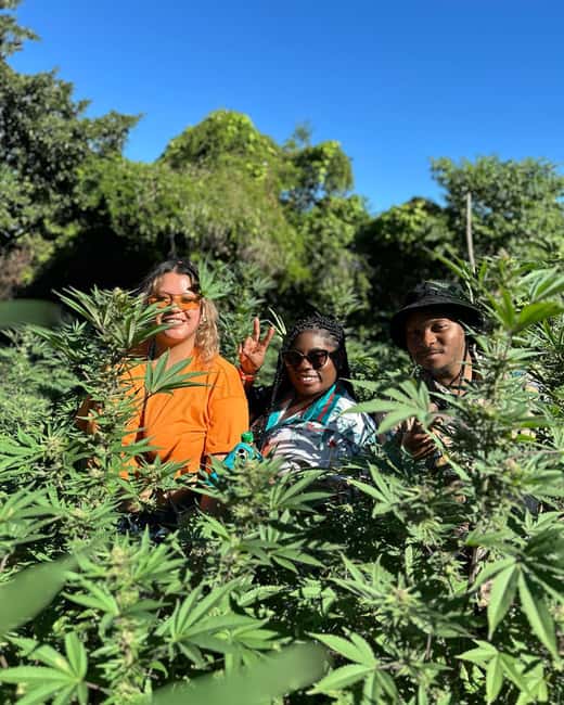 Montego Bay: Marijuana Farm Private Tour with Transportation - Timing, language, and cancellation advice
