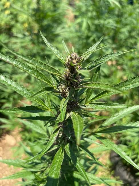 Montego Bay: Marijuana Farm Private Tour with Transportation - Who will enjoy this most