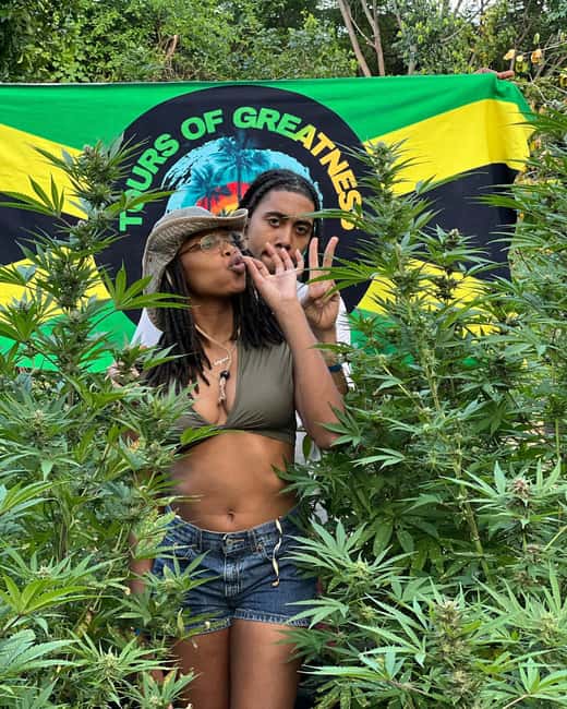 Montego Bay Marijuana Farm Tour - Key points to know before you book