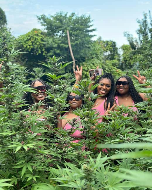 Montego Bay Marijuana Farm Tour - A lesson in patience, care, and Jamaican farming