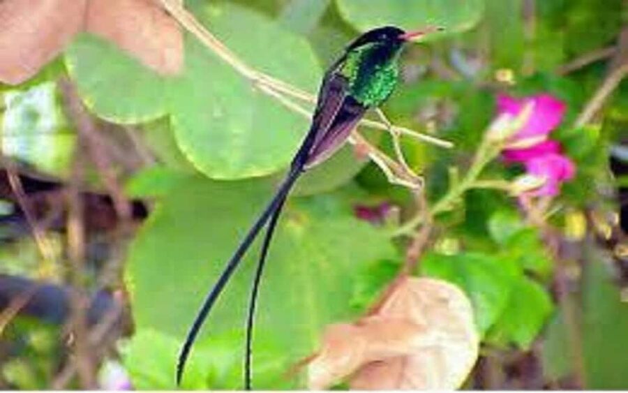 Montego Bay: Private Rocklands Bird Sanctuary Trip - Key points to know before you go