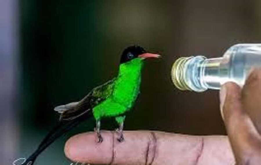 Montego Bay: Private Rocklands Bird Sanctuary Trip - Booking details that can save you trouble