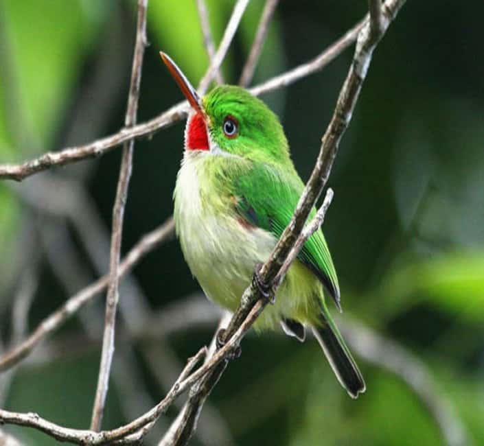 Montego Bay: Private Rocklands Bird Sanctuary Trip - FAQ