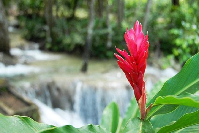 Montego Bay to Dunn's River Falls Half-Day Trip - The climb: effort, footing, and views