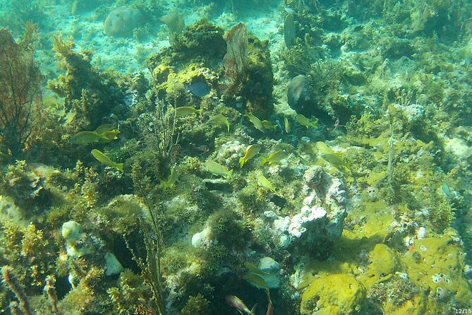 Negril Glass Bottom Boat Tour Snorkeling and Booby Cay - Captain Jason, Junior, and the personal touch