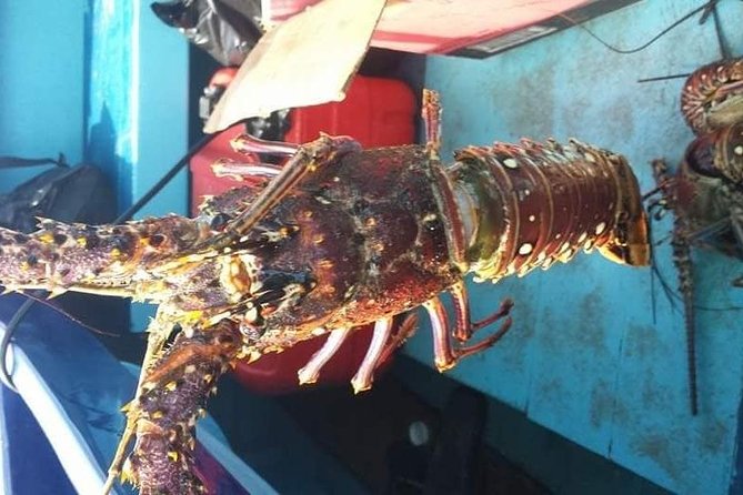 Negril Lobster Lunch on Booby Cay & Snorkeling To a Sunken Cannon - What the $130 Price Really Covers