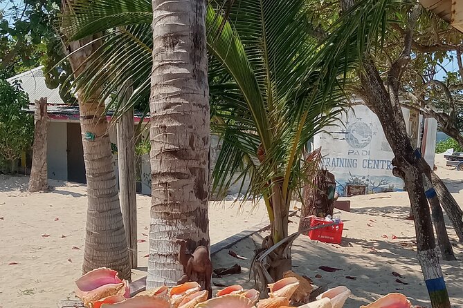 Ocho Rios Scenic Views, Culture and Adventure - Should you book Ocho Rios Scenic Views, Culture and Adventure?