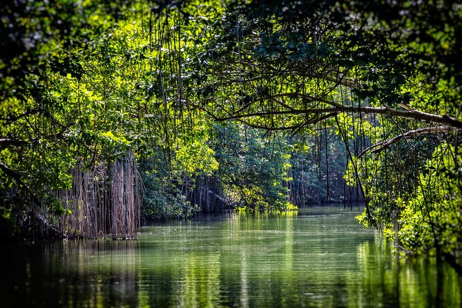 Private Appleton YS Falls and Black River Tour from Montego Bay - Black River safari: crocodiles from the water