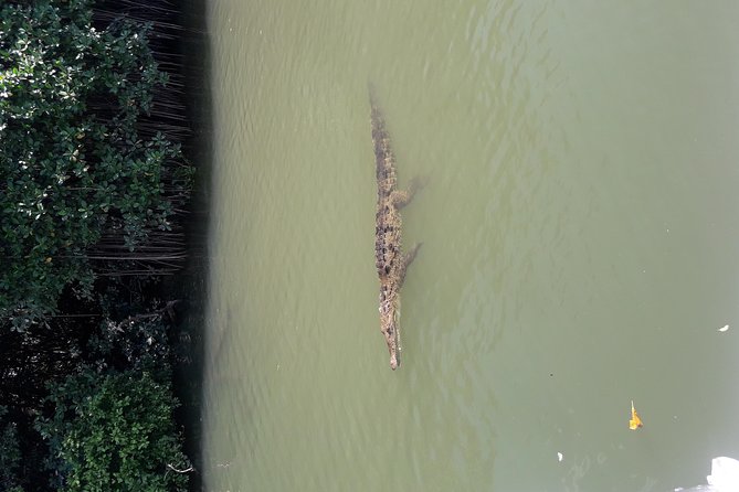 Private Black River Safari Tour from Montego Bay - What the experience does especially well