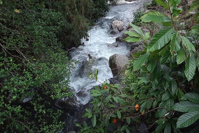 Private Blue Mountain tour from Ocho Rios - Leaving Ocho Rios for Jamaica’s high country