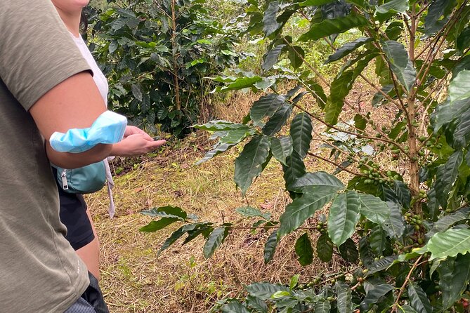 Private Blue Mountain tour from Ocho Rios - Who will enjoy this Blue Mountain day