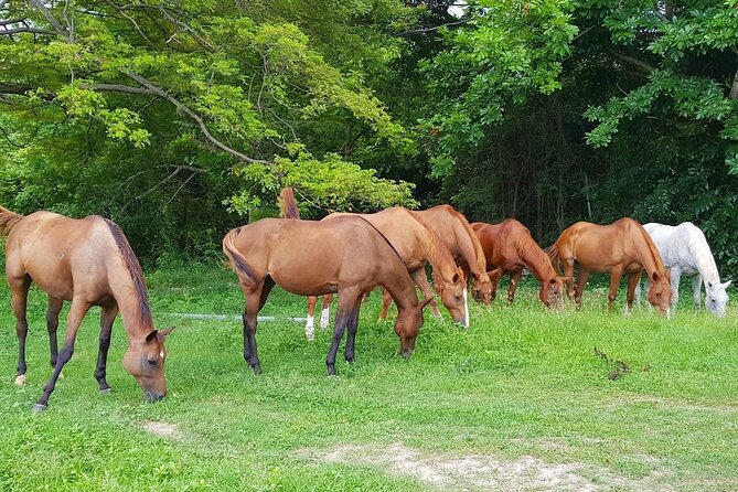 Private Horseback Riding, Swimming and Dunn's River Falls Tour - Two Jamaican favorites in one six-hour outing