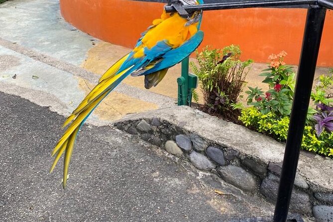 Private Konoko Falls and Blue Hole Combo Tour from Ocho Rios - Timing, transport, and cruise-port planning