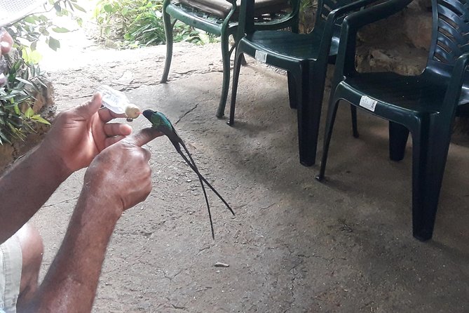 Private Rockland Bird Sanctuary Tour from Montego Bay - Key points to know before you book