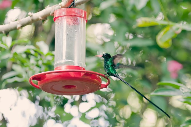Private Rockland Bird Sanctuary Tour from Montego Bay - Why the hummingbird encounter feels so personal