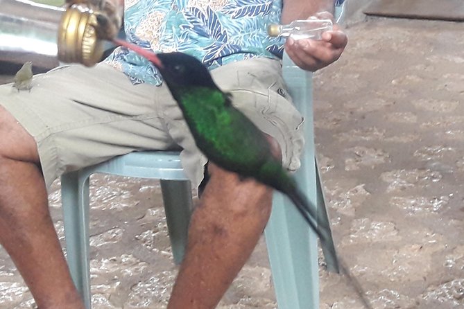 Private Rockland Bird Sanctuary Tour from Montego Bay - Inside Rockland Bird Sanctuary for one guided hour