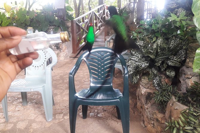 Private Rockland Bird Sanctuary Tour from Montego Bay - Private guiding makes the schedule easier