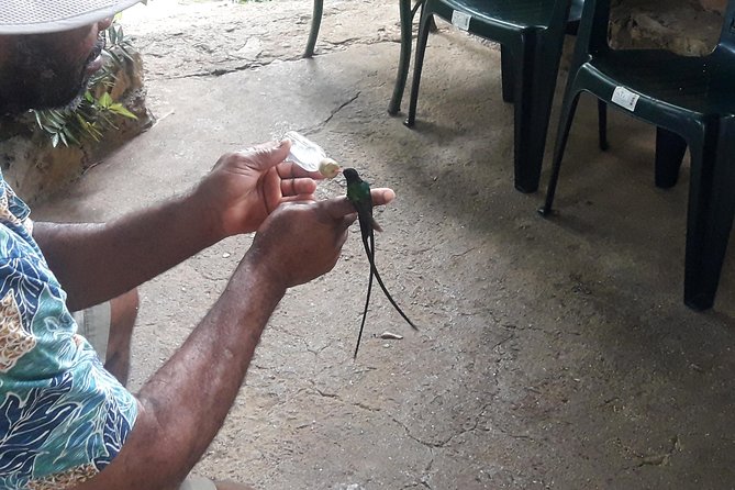 Private Rockland Bird Sanctuary Tour from Montego Bay - How to get the most from your hour