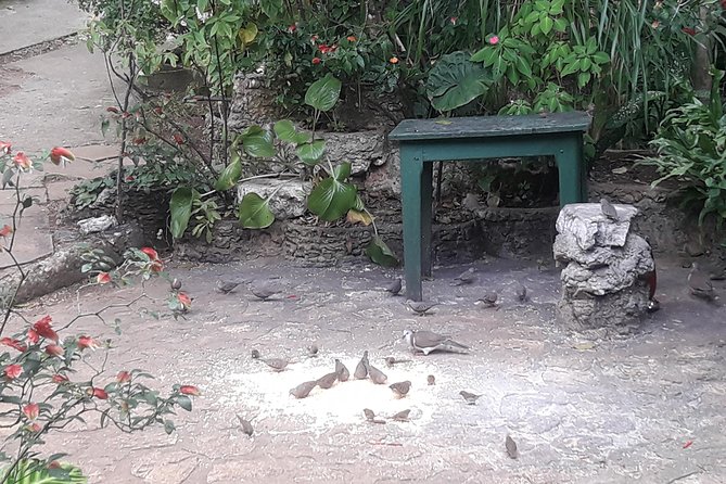Private Rockland Bird Sanctuary Tour from Montego Bay - Should you book the Rockland Bird Sanctuary tour?