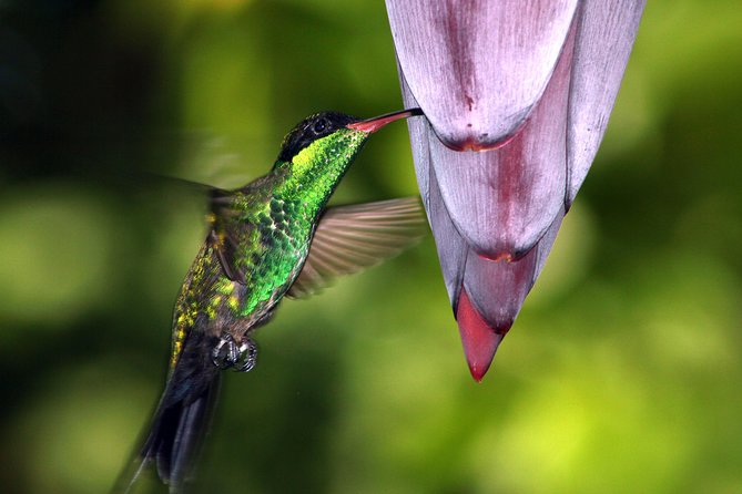 Private Rockland Bird Sanctuary Tour from Montego Bay - The drive from Montego Bay and the road uphill