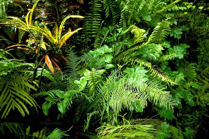 Private Sightseeing Tour in & Around Ocho Rios - Fern Gully, where the road becomes the attraction