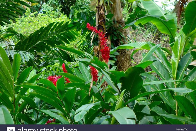 Private Tour From Ocho Rios To Konoko Falls And Garden and Shopping - Climbing the falls with a guide