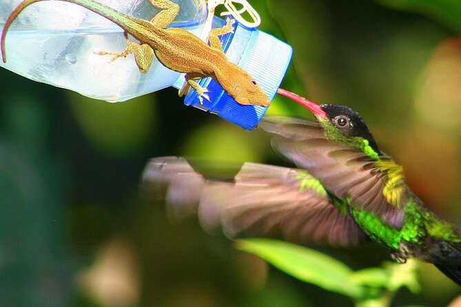 Rockland Bird Sanctuary plus Montego Bay Highlights & Shopping Private Tour - Why Rocklands Bird Sanctuary Is The Heart Of The Tour