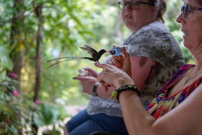 Rockland Bird Sanctuary plus Montego Bay Highlights & Shopping Private Tour - The Patio, Birds, And Mountain Air