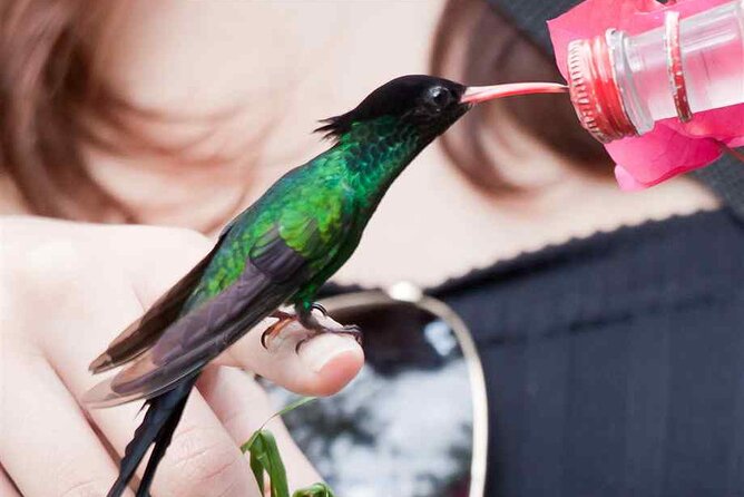 Rockland Bird Sanctuary plus Montego Bay Highlights & Shopping Private Tour - Getting There In A Private, Air-Conditioned Vehicle