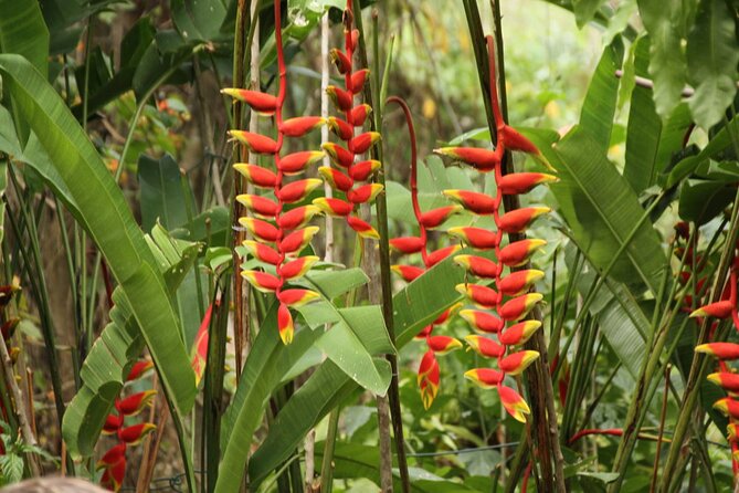 Rockland Bird Sanctuary plus Montego Bay Highlights & Shopping Private Tour - What The $123 Price Gets You