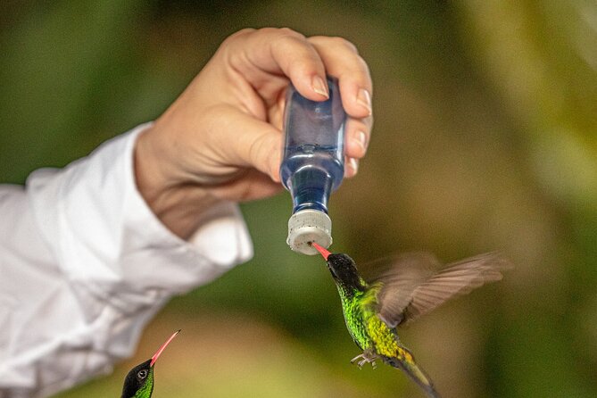 Rockland Bird Sanctuary plus Montego Bay Highlights & Shopping Private Tour - A Closer Look At The Hummingbird Feeding