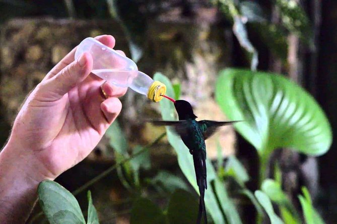 Rockland Bird Sanctuary Private Tour - Private transport from Montego Bay